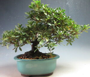 ~́@ԉtIHiTcLjijyiz2026tJԗ\