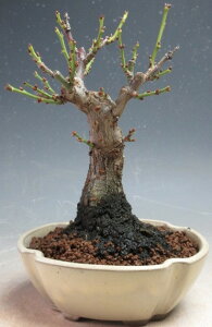 ԉtI~~́@d~i_tjyiz2026tJԗ\