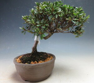 ~́@ԉtIHiTcLji̊ہjyiz2026tJԗ\