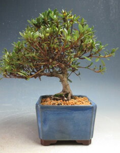 ~́@ԉtIHiTcLji̊ہjyiz2026tJԗ\