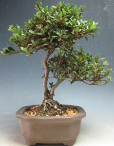 ~́@ԉtIHiTcLji̊ہjyiz2026tJԗ\