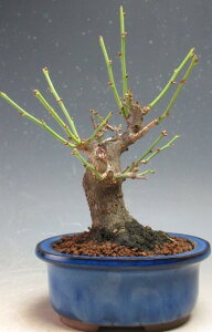 ~~́@ԉtId~ (jyiz2026tJԗ\