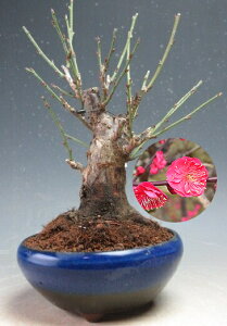 ~́@ԉtI~@g~id炫Aԉԁjyiz2026tJԗ\