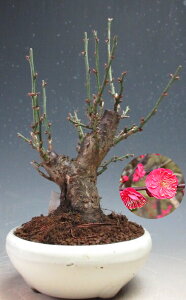 ~́@~@ԉtIg~id炫Aԉԁjyiz2026tJԗ\