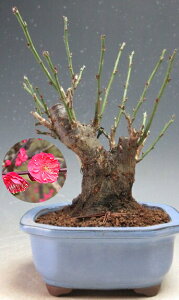 ~~́@ԉtIg~id炫Aԉԁjyiz2026tJԗ\