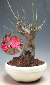 ~~́@ԉtIg~id炫Aԉԁjyiz2026tJԗ\