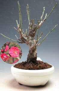 ~~́@ԉtIg~id炫Aԉԁjyiz2026tJԗ\