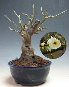 ~ ~́@ԉtǏjid炫Aԁj̃~j~́yiz@2026tJԗ\