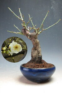 ~ ~́@@ԉtǏjid炫Aԁj̖~́yiz@2026tJԗ\