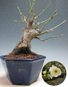 ~ ~́@@ԉtǏjid炫Aԁj̖~́yiz@2026tJԗ\