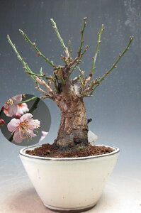 炫~~́@ԉtIg~idEsNjyiz2026tJԗ\yEsz