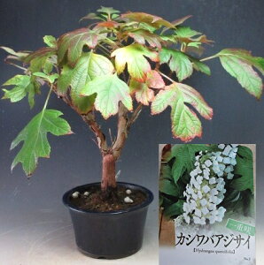 yAEgbgzJVoAWTCiXm[t[N@dj̔Ai劔j2026Jԗ\yEsz