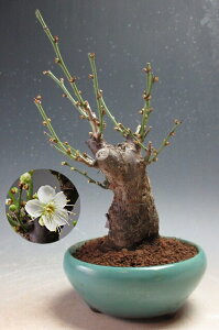 �~�́@�ԉ�t���I�~�@���~�i���ԁE��d�炫�j�y���i�z2026���t�J�ԗ\��