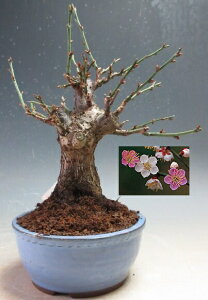 ~~́@ԉtI~idAg炫jyiz2026Jԗ\