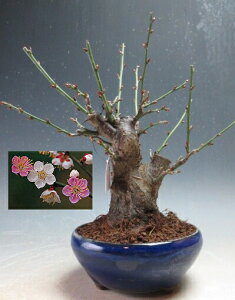 ~~́@ԉtI~idAg炫jyiz2026 tJԗ\