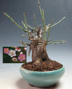 ~~́@ԉtI~idAg炫jyiz2026Jԗ\