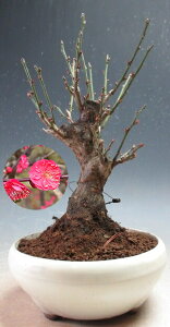 �~�@�ԉ�t���I�������g�~( �ԉԁE���d��j�y���i�z2026���t�J�ԗ\��