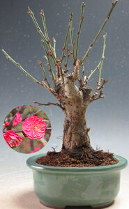 �~�́@�ԉ�t���I�~�@�������g�~�i���d�炫�A�ԉԁj�y���i�z2026���t�J�ԗ\��