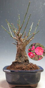 ~́@ԉtI~@g~id炫Aԉԁjyiz2026tJԗ\