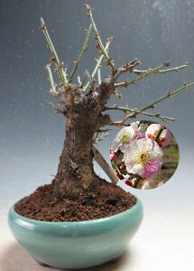 ~~́@ԉtIv̂܂܁id炫E炫jyiz2026tJԗ\