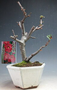 �~�́@�ԉ�t���I�{�P�i�����y�j�̔��A�� �y���i�z2026���t�J�ԗ\��