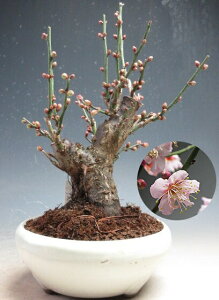 ���炫�~�~�́@�ԉ�t���g�~���i��d��E�s���N�j�����y���i�z2026���t�J�ԗ\�� �y����E���������s�z