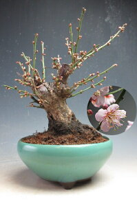 ���炫�~�~�́@�ԉ�t���I�g�~���i��d��E�s���N�j�����y���i�z2026���t�J�ԗ\�� �y����E���������s�z