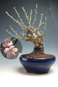 ���炫�~�~�́@�ԉ�t���I�g�~���i��d��E�s���N�j�����y���i�z2026���t�J�ԗ\��y����E���������s�z