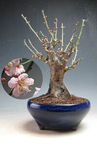 ���炫�~�~�́@�ԉ�t���I�g�~���i��d��E�s���N�j�����y���i�z2026���t�J�ԗ\�� �y����E���������s�z