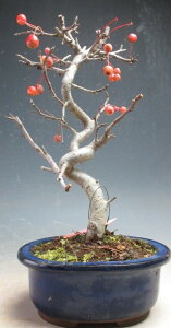 �~�́@���t���I�[�R�J�C�h�E�i�~���}�J�C�h�E�j�i�ȕt���j�̔��A���~�́y���i�z