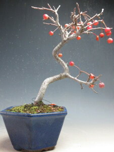 �~�� ���t���I�[�R�J�C�h�E/�~���}�J�C�h�E�̔��A���~�́y���i�z