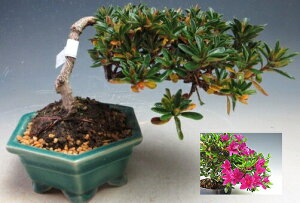 �~�́@�ԉ�t�I�H���i�T�c�L�j�i���̋P�j�y���i�z2026�t�J�ԗ\��