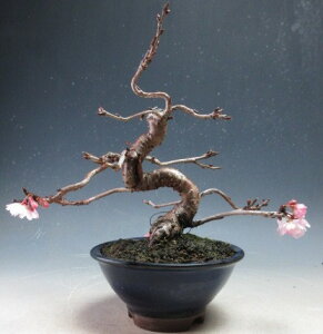 ���~�́@�ԉ�t�I�\�����̔��A���y���i�z2025�~�J�Ԓ�