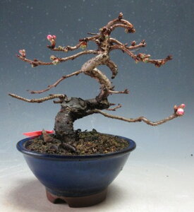 �~�́@���@�ԉ�t�I�\�����@�y���i�z2025�~�J�Ԓ�