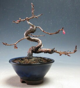 ���~�́@�ԉ�t�I�\�����̖~�́y���i�z2025�~�`�J��