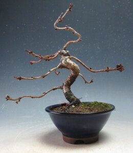 ���~�́@�ԉ�t�I�\�����y���i�z2025�~�`�J��