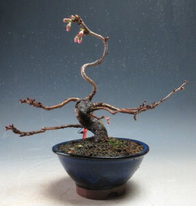 �~�͍��@�ԉ�t���I�\�����y���i�z2025�~�`�J��