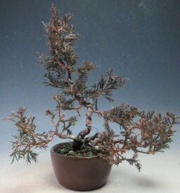 ミニ盆栽　糸魚川真柏/シンパク【現品】