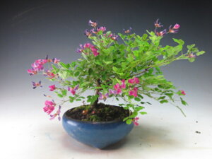 炫viېF)̔A@@ykCEEsz