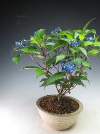 花芽付き！山アジサイ（藍姫）の鉢植え　【北海道・沖縄・離島発送不可】（ラッピング無料）