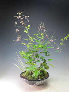 R쑐@]ˍi蔋̊񂹐A@JԏIykCEEsz