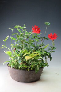 Ă̎R쑐@ԉtI}cgZmEƃiR̎R쑐̊񂹐A@2025JԒykCEEsz