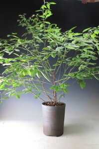 ~́@]ˍi蔋̔A@JԏIykCEEꔭsz