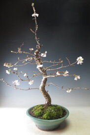 桜盆栽　十月桜の鉢植え（大）2024秋開花予定