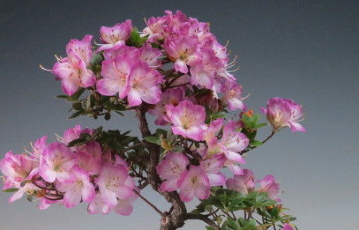 楽天市場】花芽付き！ミヤマキリシマツツジ（満月)の鉢植え盆栽 【現品 