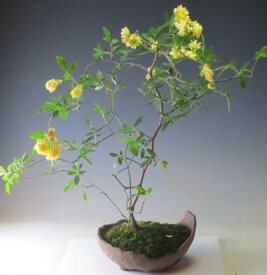 【アウトレット】黄花モッコウバラの鉢植え盆栽　