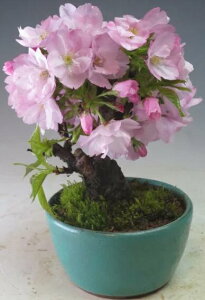 ~́@@ԉtIR̃~j~́@(MtgEv[gj2026tJԁyzykCEEsz