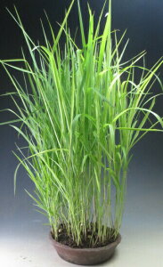 ā`H̎R쑐@xjAV̔A~́yiz