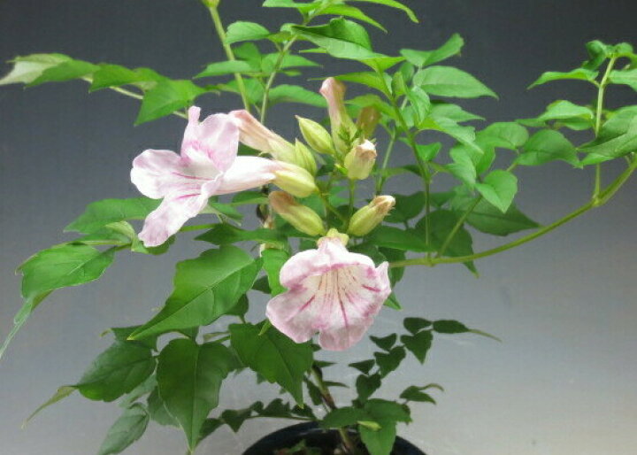 楽天市場 ノウゼンカズラ盆栽仕立て 薄ピンク花 の鉢植え 現品 山野草と盆栽の専門店ヴェールモア