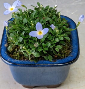 t̎R쑐@qi̔Ai~j)@2026tJ